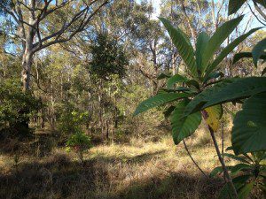 Bushland areas must be included in planning for new housing land releases.