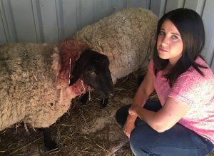 Julieanne Horsman with Wool Smith and Barbara, her two pet sheep mauled by dogs 
