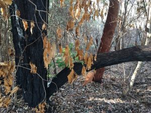 There was plenty of hazard reduction burning during winter in Macarthur in anticipation of a big bushfire season.