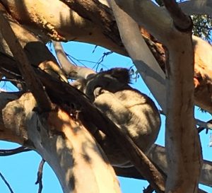 One of the male koalas spotted on a gumtree along Georges River Road.