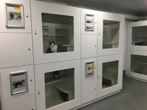 Inside the state of the art cat section of Campbelltown’s Animal Care Facility in Rose Street, which runs off Blaxland Road.