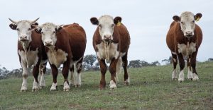 sheep and cattle farmers.