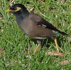 Indian Mynah