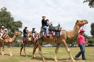 Camel rides at Ingleburn Alive festival.