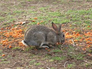 Online survey is part of the fight against pests like rabbits