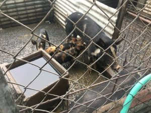 The feral pigs found in a Rossmore backyard.