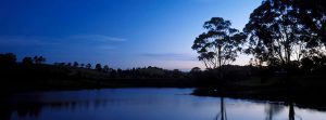 Check out the night life at the Australian botanic garden Mount Annan