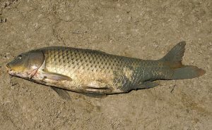 Carp are generally not fit for human consumption and are mostly used to make garden fertiliser.
