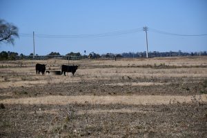 impact of the drought is obvious in this Macarthur cattle property.