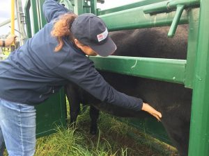 It has been a tough year for landholders in Macarthur, says district Vet Lisa Goodchild, pictured examining a cow for ticks.