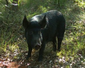 feral pig at Voyager Point captured on video 
