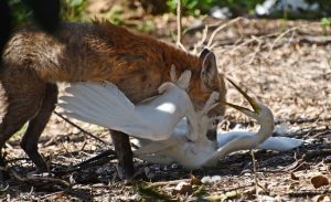 Mary-Anne Addington’s winning image, Fox attacking egret.
