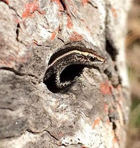This little skink looks like he's peeking out of a porthole. Picture by D Stocks