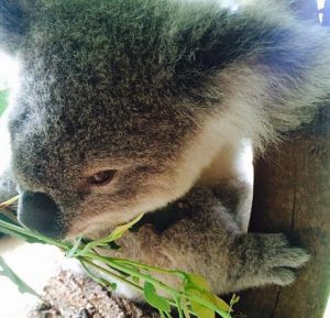 Campbelltown koala management plan unveiled