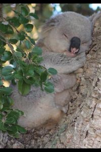WIRES volunteer is the best friend of local koalas.