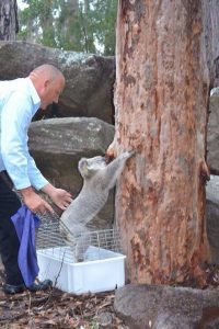 Love of local koalas: Richard Lonza, who is fourth on Sue Dobson’s Community Service – Environment ticket. 