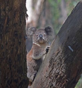 More protection is needed for koalas before the Mt Glead development goes ahead, says the Total Environment Centre,