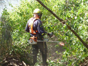 bush restoration