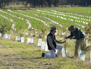 Barragal Landcare Group celebrates 10 years of growth