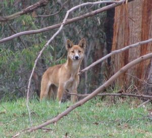A wild dog caught on camera by Greater Sydney Local Land Services.