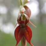 orchidb-1
