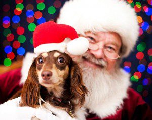 Pets pictured with Santa