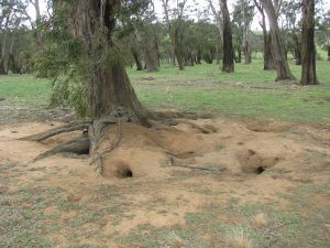 Damage caused by feral rabbits.