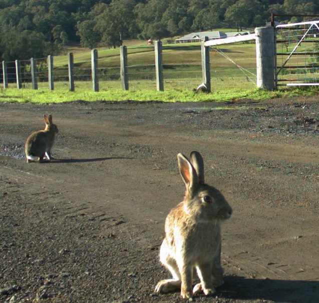 Heavy rain foils rabbit campaign for now