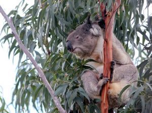 WIRES volunteer is the best friend of local koalas.