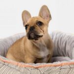 Facility home to 600 dogs and 150 cats in three years rossmorevethospdog