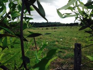 Plans for a cemetery in the Varroville part of the Scenic Hills will again be debated at tonight's Campbelltown Council meeting.