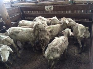 Stock owners are being urged to seek advice from biosecurity experts.