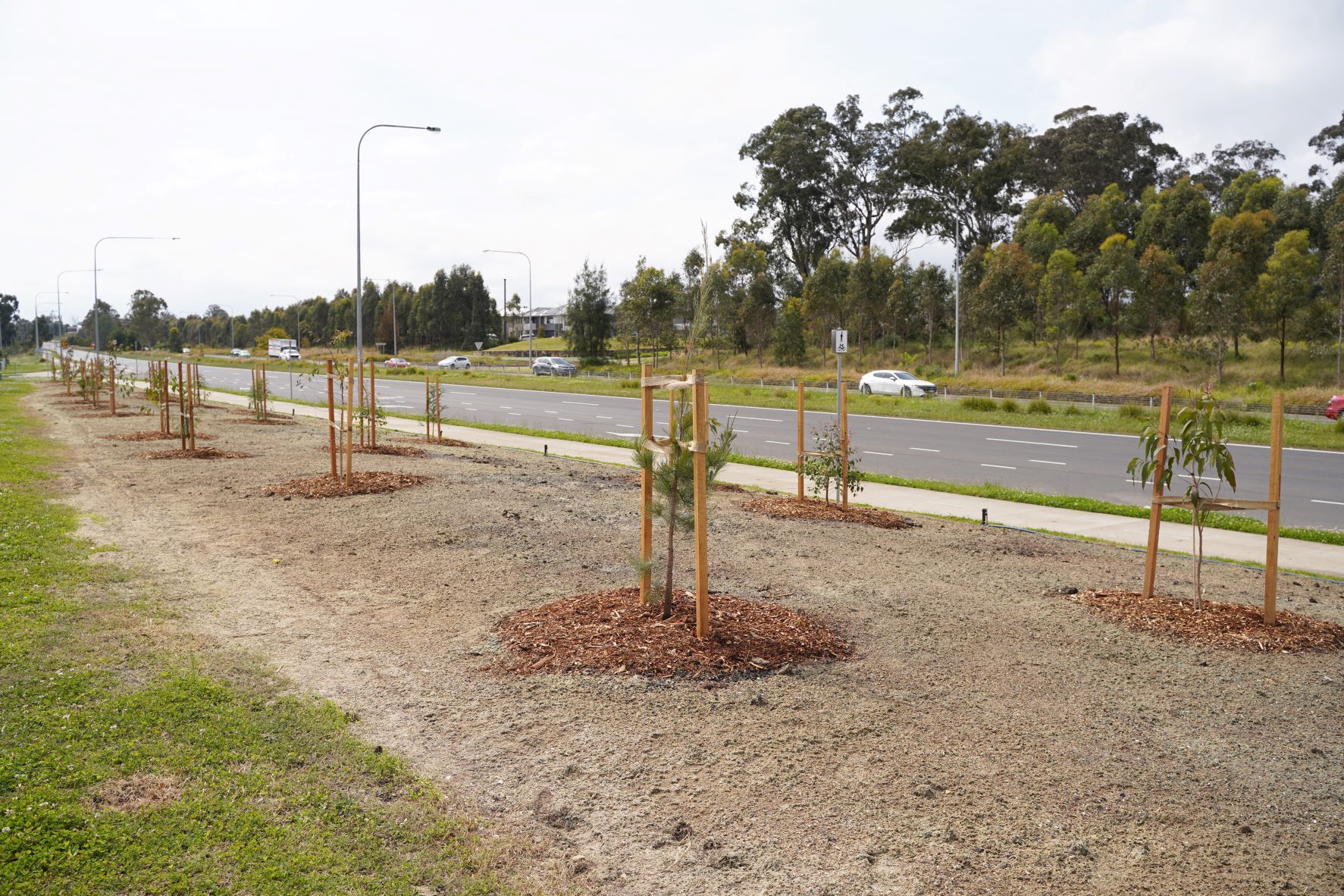 Thousands of new trees need TLC to grow big and strong