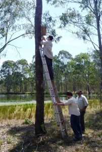 volunteers install a nest box for microbats at the Camden Airport site.