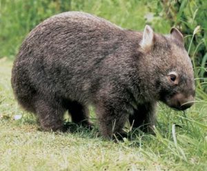 A project aimed at protecting Camden Airport wombats from mange is about to end.
